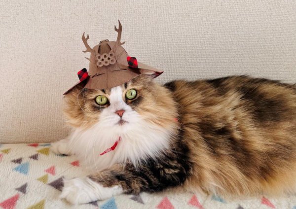 木の兜ミニとねこのイメージ　※被っている兜はイメージですので、実際のものとは異なります。