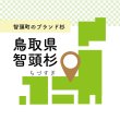 画像2: 鳥取県の智頭杉で作った木のストロー（100本以上） (2)