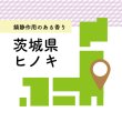 画像2: 茨城県のヒノキで作った木のストロー [13.5cm_3本入/16cm_8本入/20cm_10本入] (2)