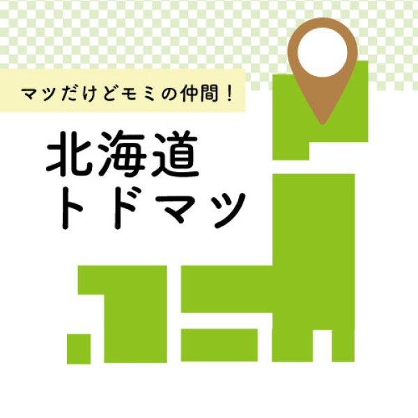画像2: 北海道のトドマツで作った木のストロー(100本以上) (2)