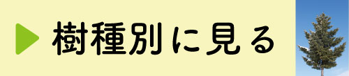 ご当地ストロー一覧樹種別